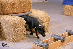 Ziggy competing in the instinct level of barn hunt in 2019.