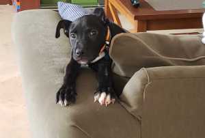 Ziggy a few days after coming home, March 2019.