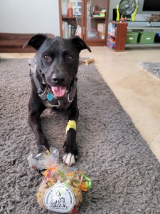 Ziggy celebrating his last chemo treatment, April 2021!