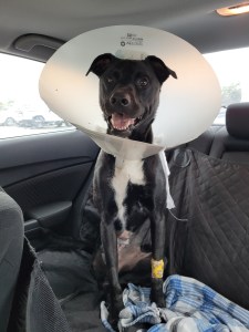Ziggy, happy to be headed home after his splenectomy, January 2022.