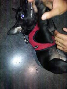 Cookie biting fingers at the adoption event