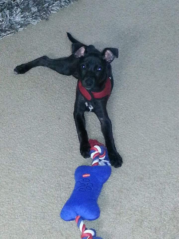 Cookie striking a pose in her new home.