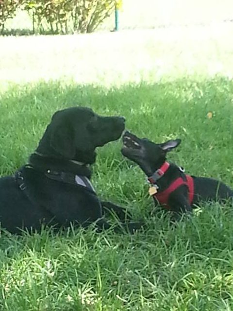 Puppy Cookie playing with an unimpressed Big Dog at the park