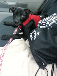 Puppy Cookie en route to her first class 9 years ago.