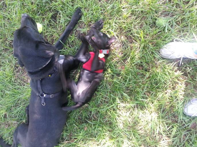 Cookie further trying to engage with the unimpressed Big Dog at the park.