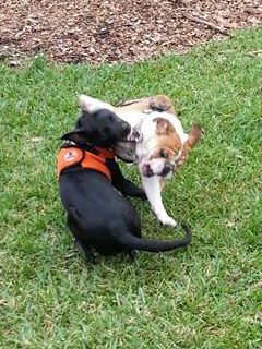 Cookie and her puppy BFF, Annabelle.