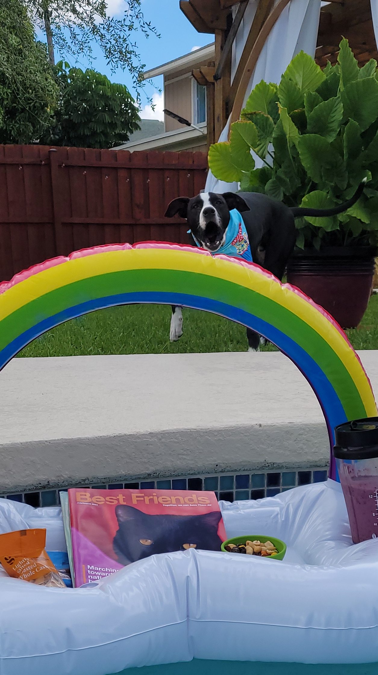 Chip barking at a pool float.