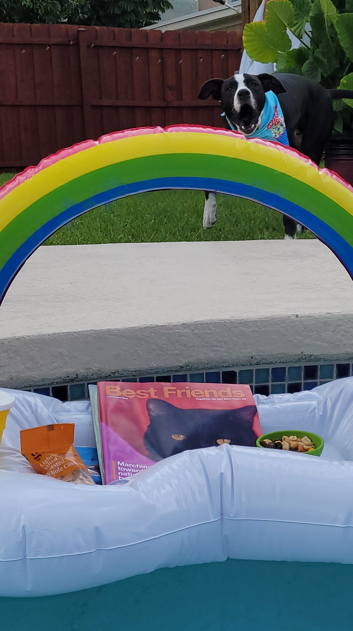 Barking at the pool floaty on his first birthday!