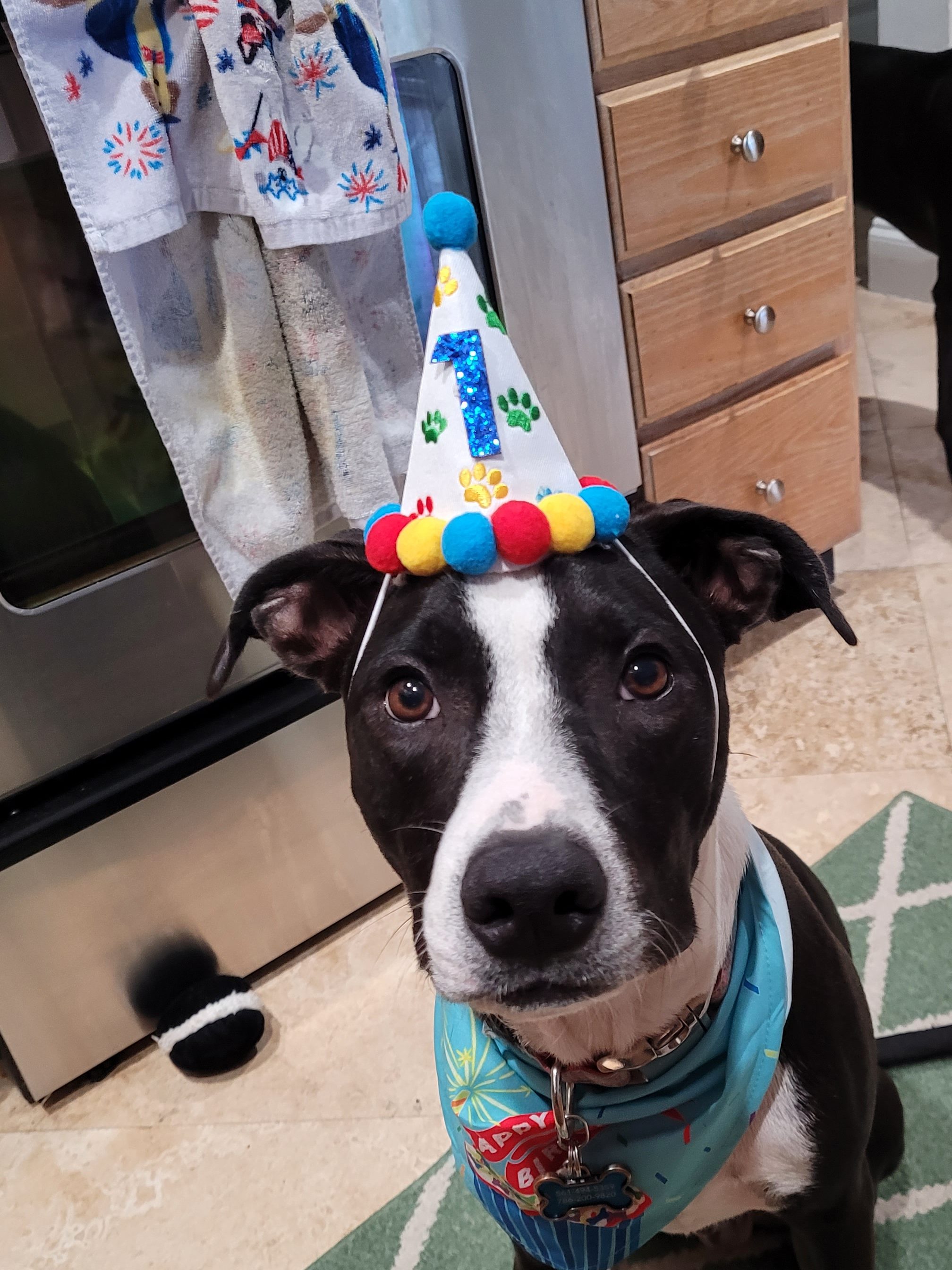 Chip turned 1 in July.