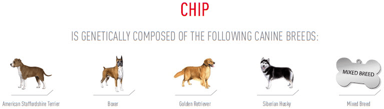 Screenshot of Chip's DNA results showing that he has American Staffordshire terrier, boxer, golden retriever, Siberian husky, and mixed breed.
