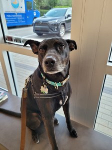 Cookie sitting on a bench at the vet, ready to leave before having her revision surgery.