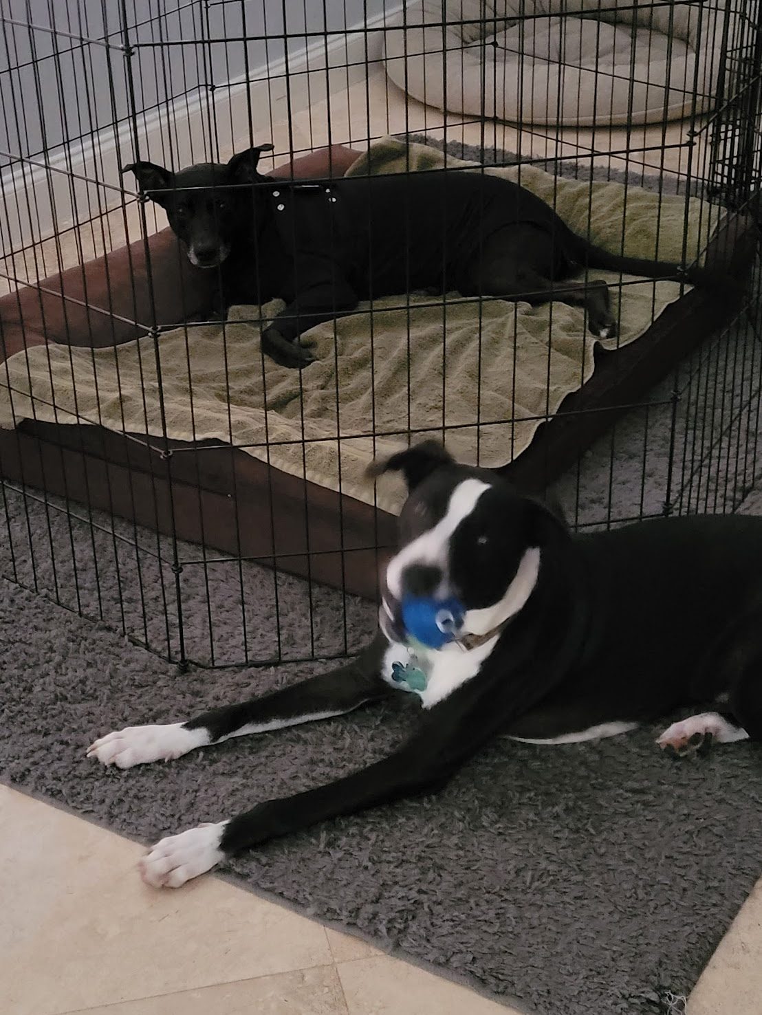 Chip playing nurse for big sister Cookie.