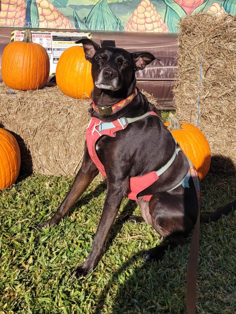 Cookie, fully recovered, is judgmental about the fake corn maze in Florida.