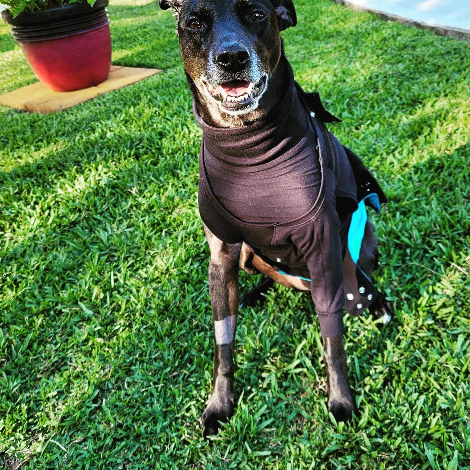 Cookie wore a surgery suit and a leg sleeve since she had bumps removed on both sides. I highly recommend these suits - far more comfortable than a cone!
