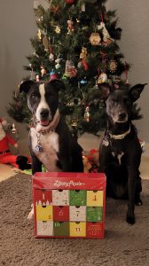 Chip and Cookie with their Zippy Paws advent calendar in front of the Christmas tree, December 2023.