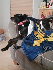 Cookie letting Chip snuggle with her on the sofa, December 2023.