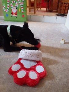 Cookie enjoying a gift, Christmas 2014