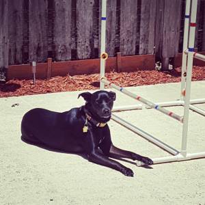 Cookie, circa 2015-2016, practicing agility through osmosis.