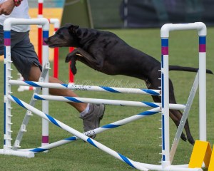Cookie going over jumps in a March 2019 agility trial