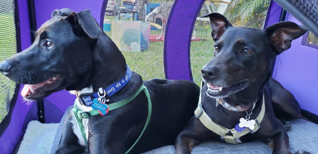 Ziggy and Cookie waiting their turns in an agility class, circa 2019.