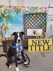 Chip shows off his RATI (instinct) title, August 2023