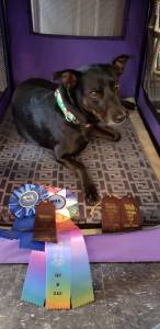 A proud Cookie showing off her barn hunt ribbons, January 2019 (before Ziggy came along).