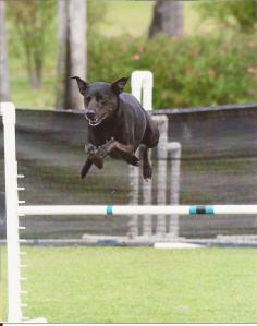 Cookie flying over a jump in a 2019 CPE agility trial. Credit: Robin T Brumfield Photography