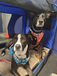 Chip and Cookie awaiting the ribbon ceremony so they can go home and have dinner