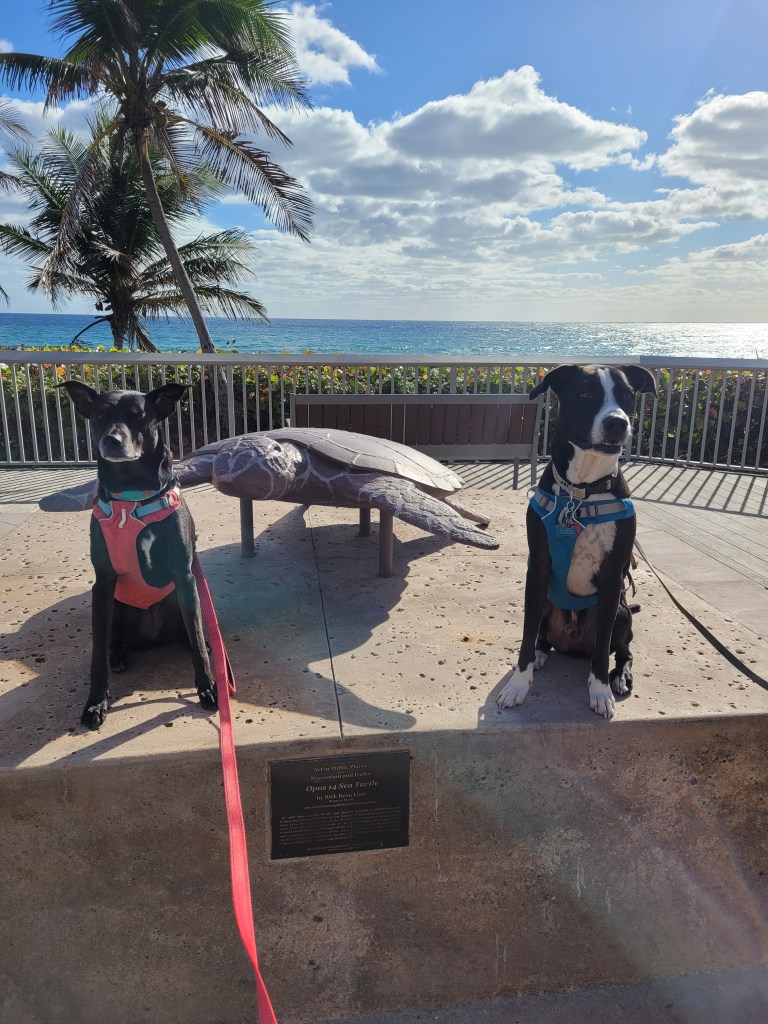 Cookie and Chip sitting next to a turtle sculpture with the Atlantic ocean, palm trees, and blue skies in the background.
