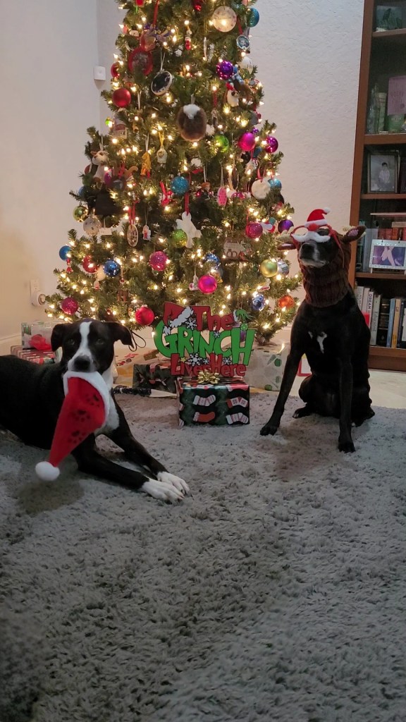 Chip and Cookie posing with a Santa hat, reindeer snood, and Santa glasses. Christmas 2024